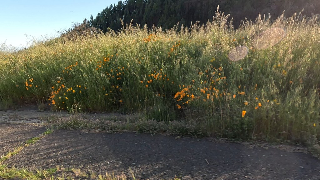 Spring in Tenerife: A Golden River of Wildflowers Above Güímar